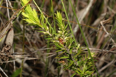 Styphelia leptospermoides