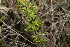 Styphelia leptospermoides