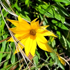 Gazania