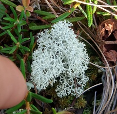 Cladonia stellaris