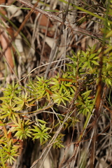 Styphelia leptospermoides