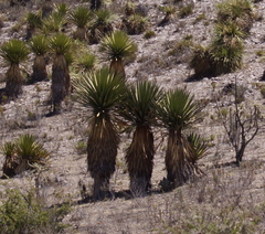 Yucca carnerosana