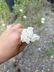 Achillea
