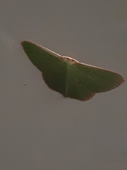 Chlorocoma cadmaria