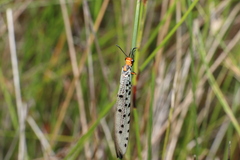 Myrmeleon erythrocephalus