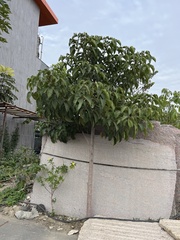 Bischofia polycarpa