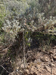 Podalyria sericea