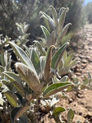 Podalyria sericea