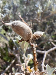 Podalyria sericea