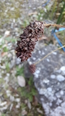 Sanguisorba officinalis