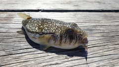 Torquigener pleurogramma