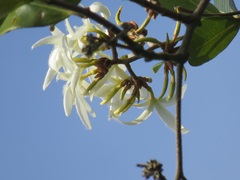 Ancylobothrys petersiana