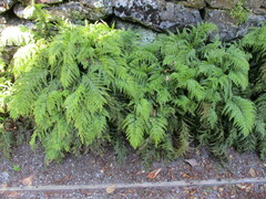 Asplenium appendiculatum appendiculatum