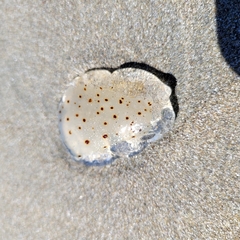 Desmonema gaudichaudi