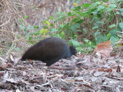 Megapodius reinwardt