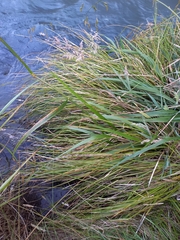 Carex virgata