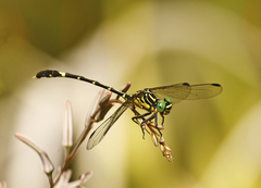 Austrogomphus amphiclitus