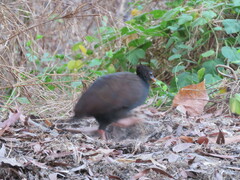 Megapodius reinwardt