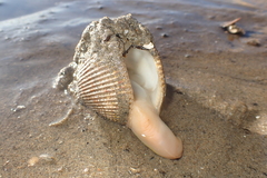 Dallocardia quadragenaria