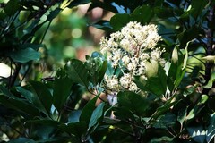 Heptapleurum heptaphyllum