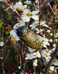 Stigmodera macularia