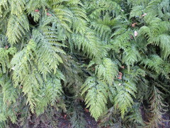 Asplenium appendiculatum appendiculatum