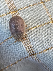 Paropsis delittlei