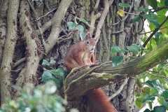 Sciurus vulgaris