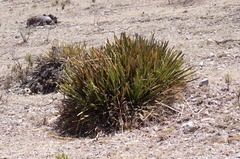 Nolina cespitifera