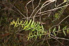 Daviesia umbellulata