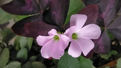 Oxalis triangularis papilionacea