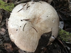 Agaricus hondensis