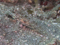 Fusigobius melacron