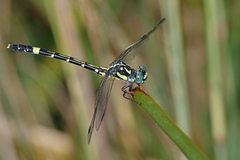 Austroepigomphus praeruptus
