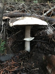 Agaricus hondensis