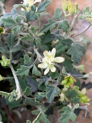 Xanthosia scopulicola