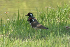 Vanellus indicus atronuchalis