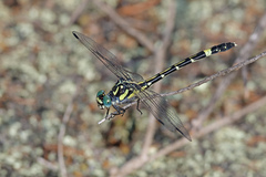 Austroepigomphus praeruptus