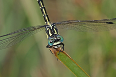 Austroepigomphus praeruptus