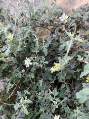 Xanthosia scopulicola