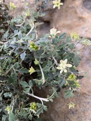 Xanthosia scopulicola