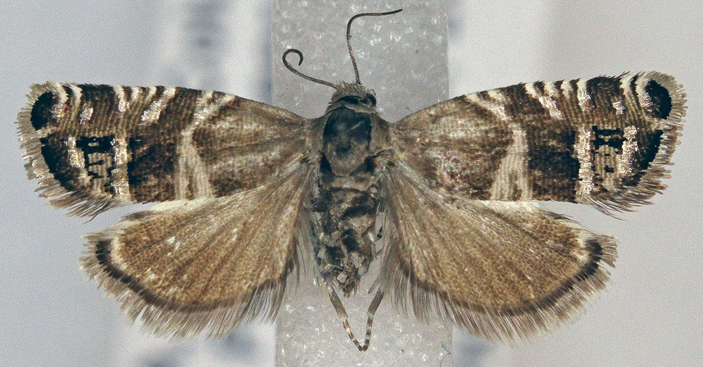 Ephippiphora imitativa