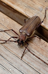 Ochrocydus huttoni
