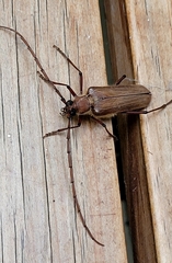 Ochrocydus huttoni
