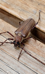 Ochrocydus huttoni