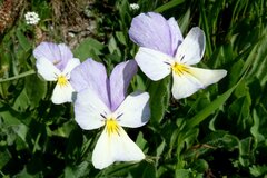 Viola calcarata