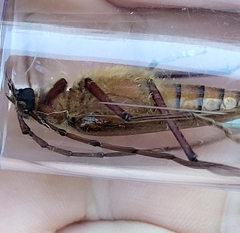 Ochrocydus huttoni