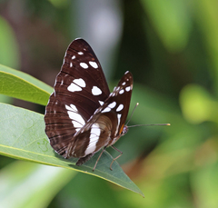 Phaedyma shepherdi