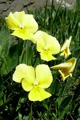 Viola calcarata