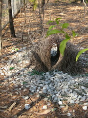 Chlamydera nuchalis